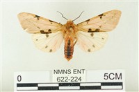 棍棒污燈蛾藏品圖，第1張