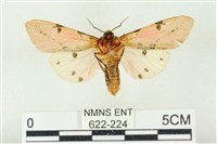 棍棒污燈蛾藏品圖，第2張