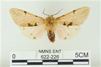 棍棒污燈蛾藏品圖，第1張