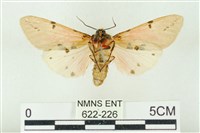 棍棒污燈蛾藏品圖，第2張