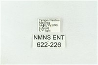 棍棒污燈蛾藏品圖，第3張