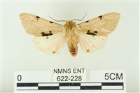 棍棒污燈蛾藏品圖，第1張