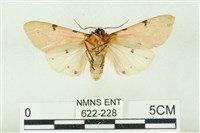 棍棒污燈蛾藏品圖，第2張