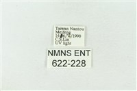 棍棒污燈蛾藏品圖，第3張