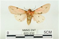 棍棒污燈蛾藏品圖，第2張