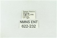 棍棒污燈蛾藏品圖，第3張