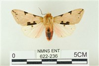 棍棒污燈蛾藏品圖，第1張