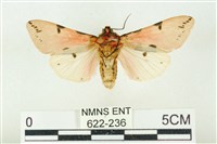 棍棒污燈蛾藏品圖，第2張