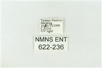 棍棒污燈蛾藏品圖，第3張