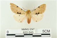 棍棒污燈蛾藏品圖，第1張