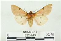 棍棒污燈蛾藏品圖，第2張