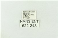 棍棒污燈蛾藏品圖，第3張