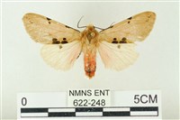 棍棒污燈蛾藏品圖，第1張