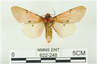 棍棒污燈蛾藏品圖，第2張