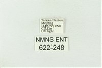 棍棒污燈蛾藏品圖，第3張