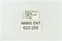 棍棒污燈蛾藏品圖，第3張