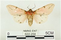 棍棒污燈蛾藏品圖，第2張