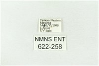 棍棒污燈蛾藏品圖，第3張