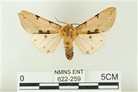 棍棒污燈蛾藏品圖，第1張