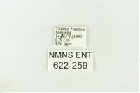 棍棒污燈蛾藏品圖，第3張