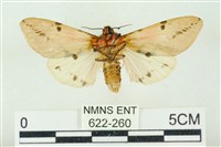 棍棒污燈蛾藏品圖，第2張