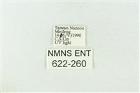 棍棒污燈蛾藏品圖，第3張