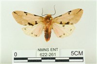 棍棒污燈蛾藏品圖，第1張