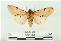 棍棒污燈蛾藏品圖，第2張