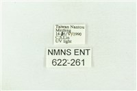 棍棒污燈蛾藏品圖，第3張