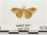 小白紋毒蛾藏品圖，第2張