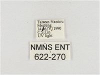 小白紋毒蛾藏品圖，第3張