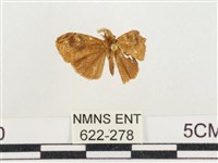 小白紋毒蛾藏品圖，第1張