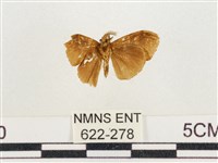 小白紋毒蛾藏品圖，第2張