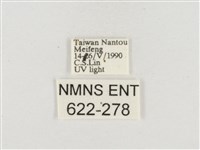 小白紋毒蛾藏品圖，第3張