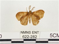 小白紋毒蛾藏品圖，第2張