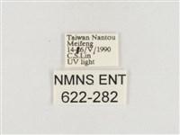 小白紋毒蛾藏品圖，第3張