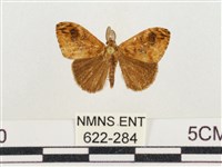 小白紋毒蛾藏品圖，第1張