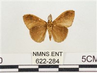 小白紋毒蛾藏品圖，第2張