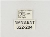 小白紋毒蛾藏品圖，第3張