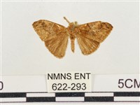 小白紋毒蛾藏品圖，第1張