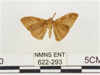 小白紋毒蛾藏品圖，第2張