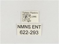 小白紋毒蛾藏品圖，第3張