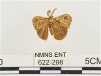 小白紋毒蛾藏品圖，第1張