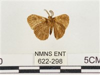 小白紋毒蛾藏品圖，第2張