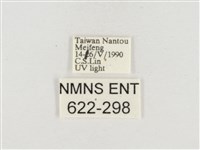 小白紋毒蛾藏品圖，第3張