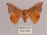 銀端帶鉤蛾藏品圖，第1張