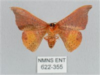 銀端帶鉤蛾藏品圖，第2張