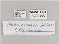 銀端帶鉤蛾藏品圖，第3張