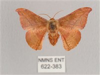 銀端帶鉤蛾藏品圖，第1張