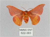 銀端帶鉤蛾藏品圖，第2張